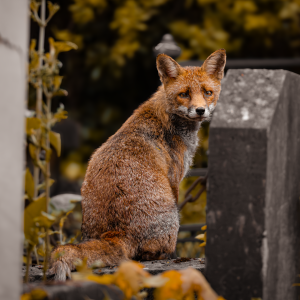RENARD ROUX