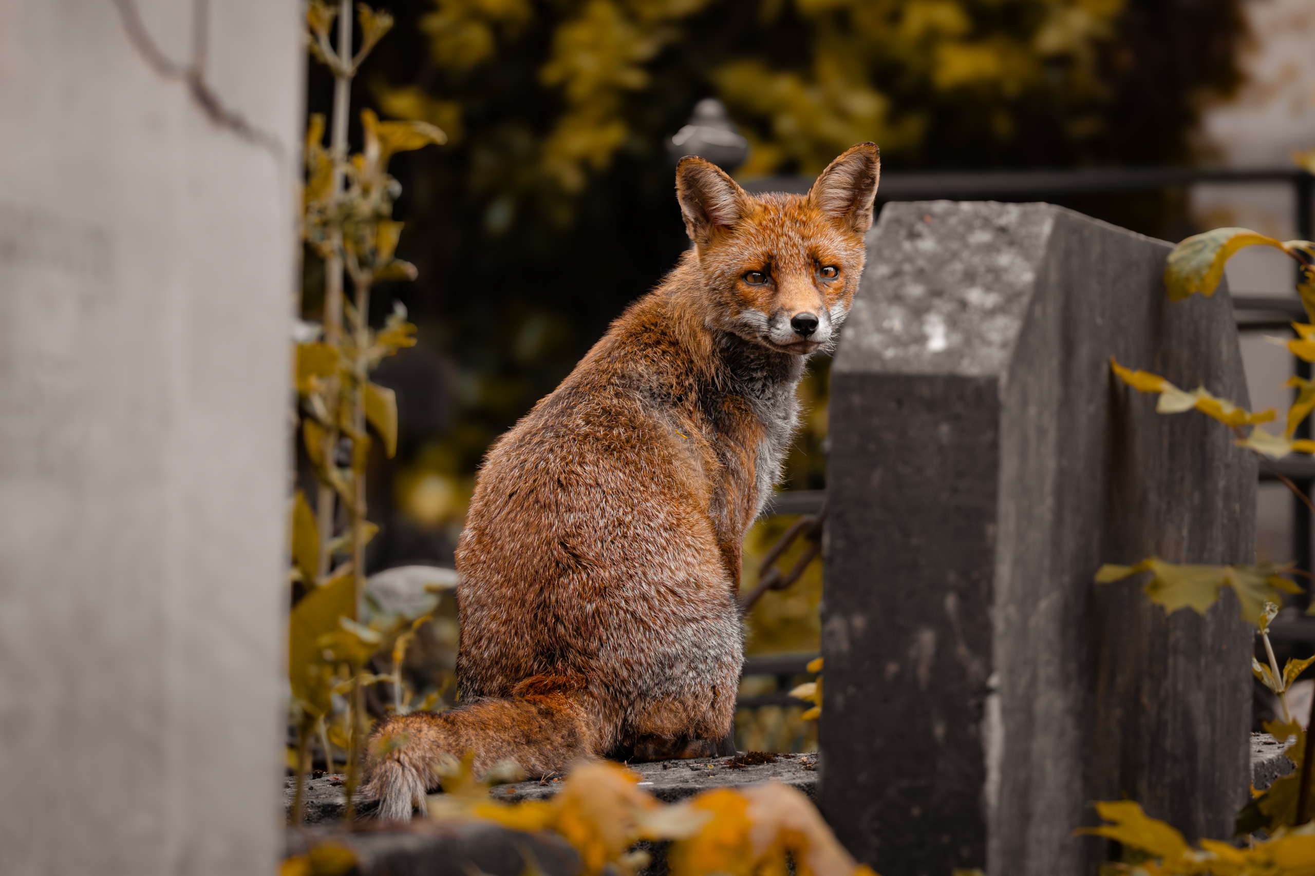 RENARD ROUX