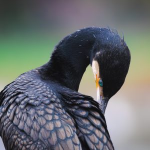 CORMORAN