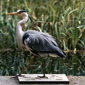 HERON CENDRÉ