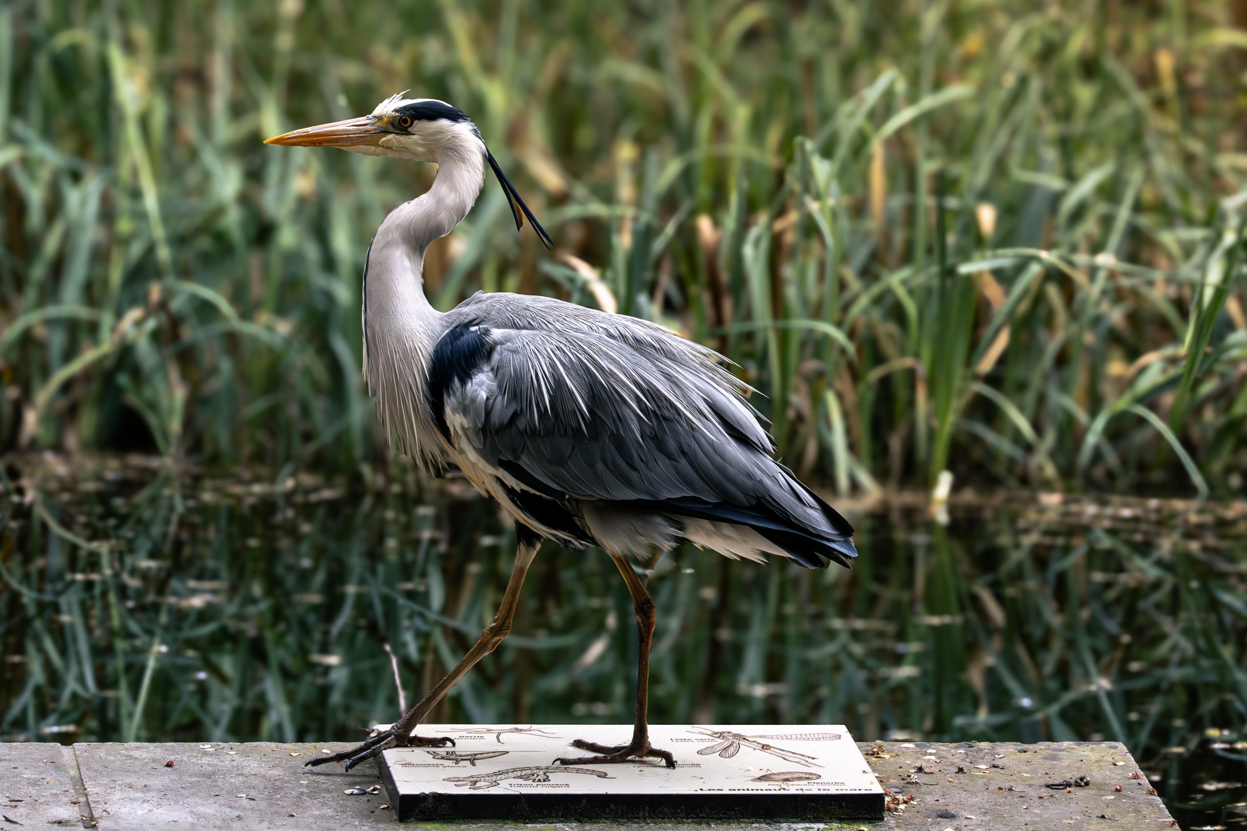 HERON CENDRÉ