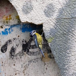MÉSANGE BLEUE