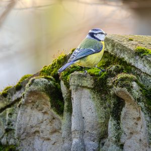 MÉSANGE BLEUE