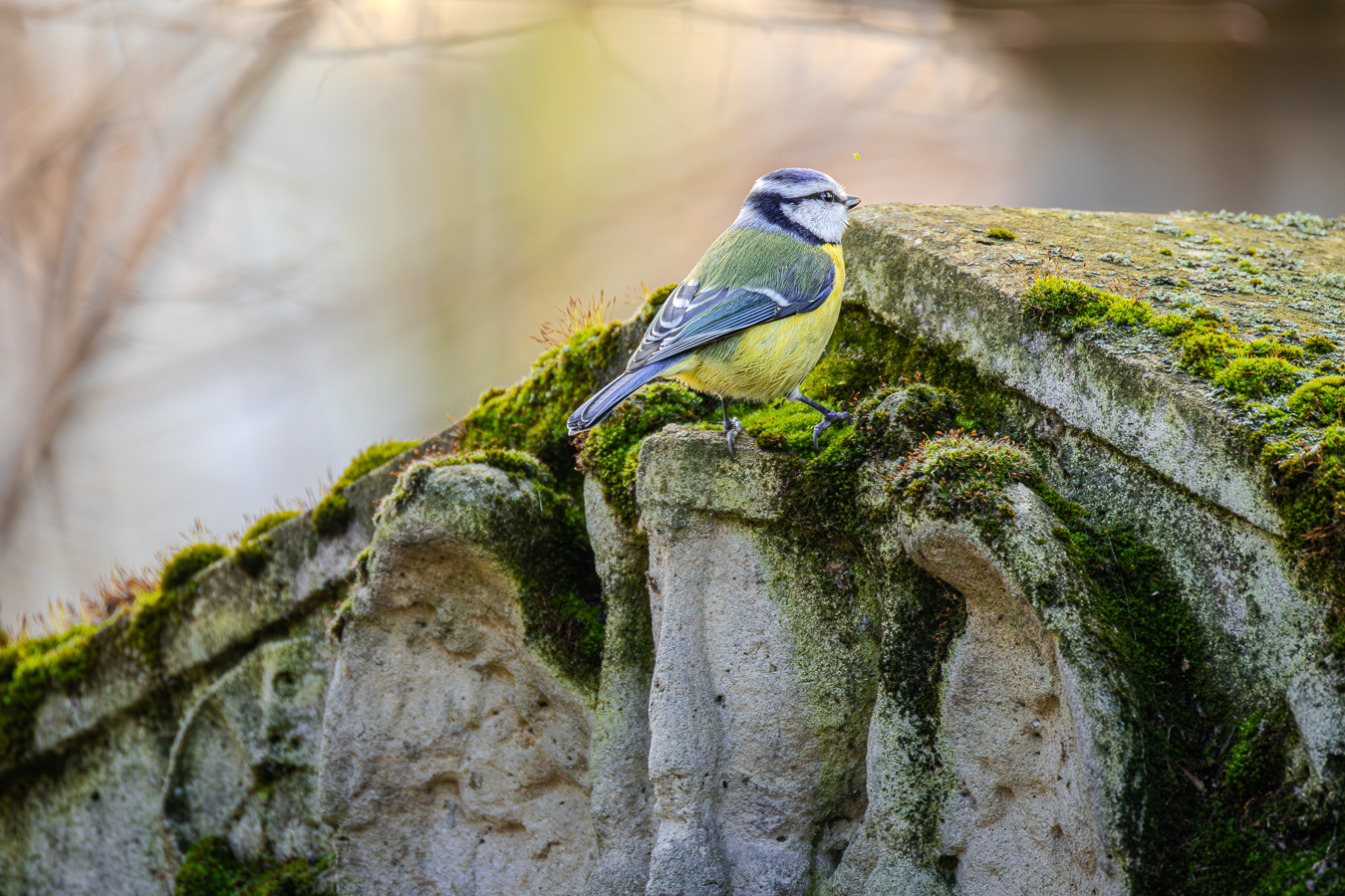 MÉSANGE BLEUE