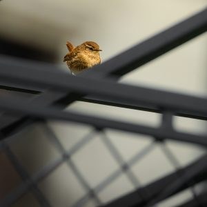 TROGLODYTE MIGNON