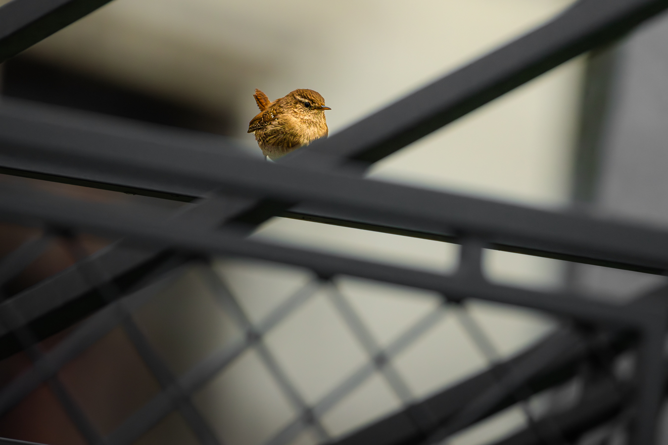 TROGLODYTE MIGNON