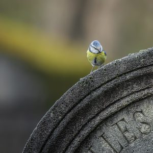 MÉSANGE BLEUE