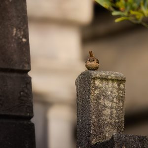 TROGLODYTE MIGNON