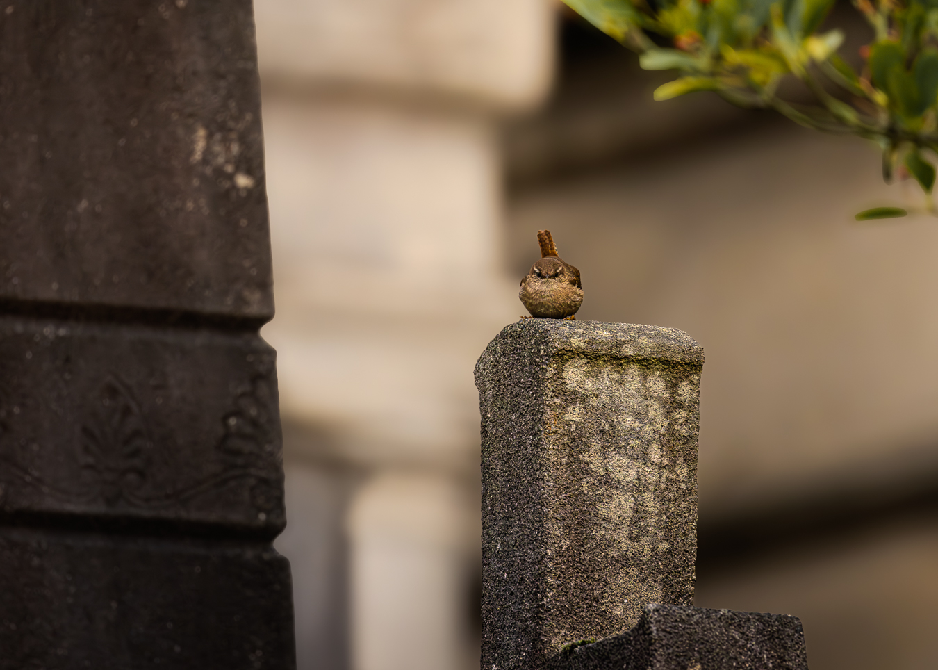 TROGLODYTE MIGNON