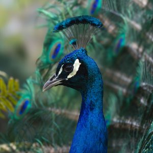 PAON BLEU