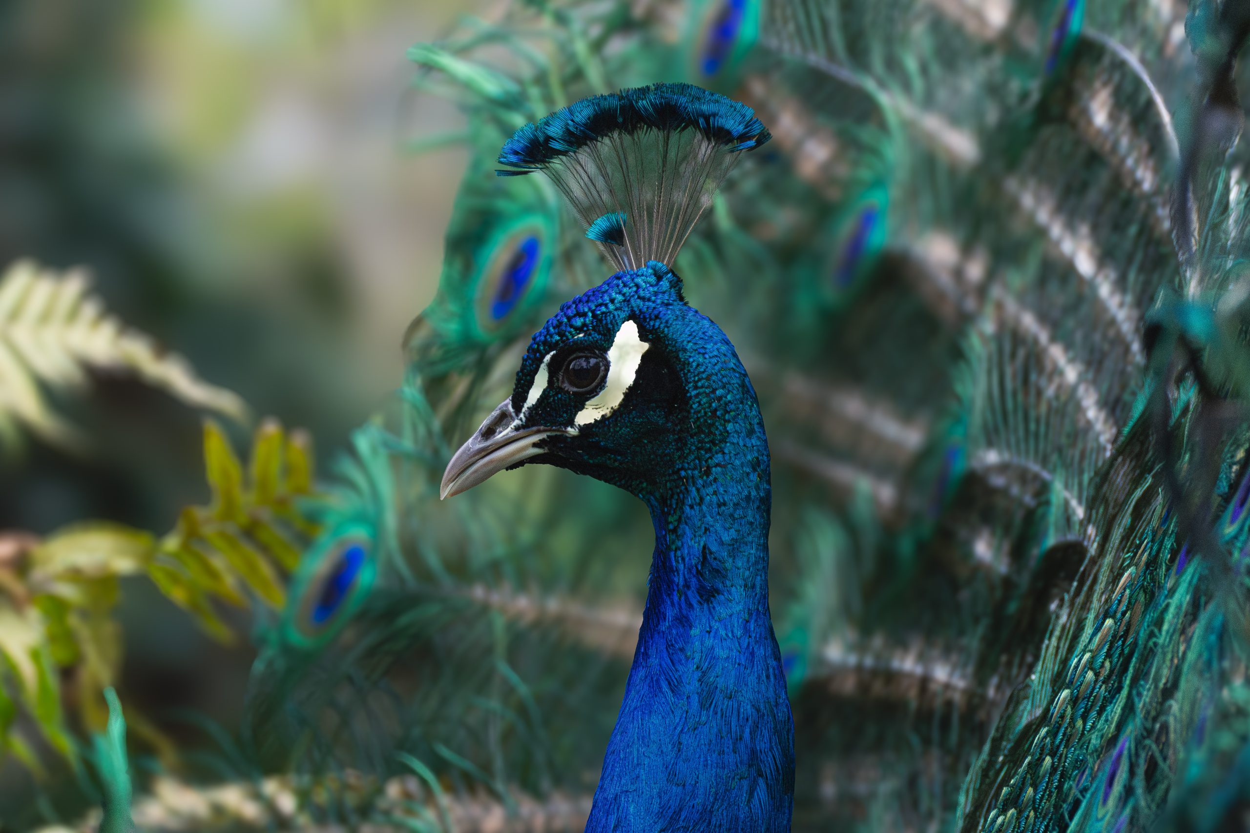 PAON BLEU