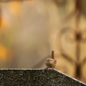 TROGLODYTE MIGNON