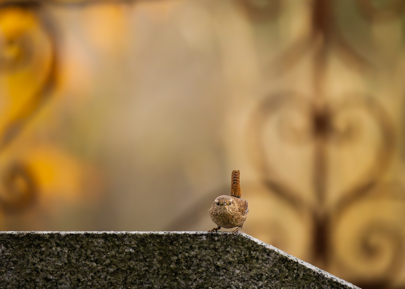 TROGLODYTE MIGNON