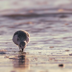 BECASSEAU SANDERLING