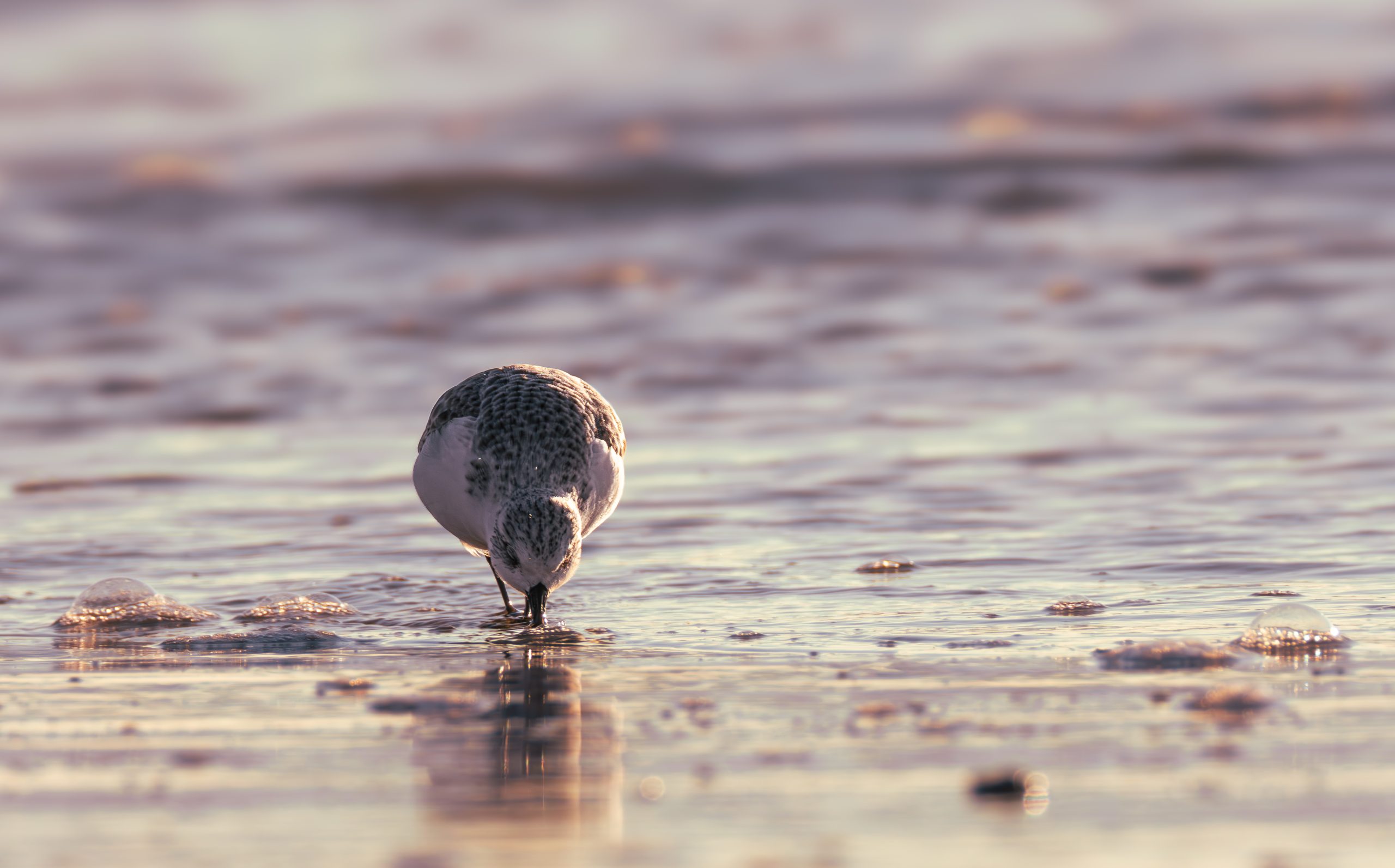 BECASSEAU SANDERLING