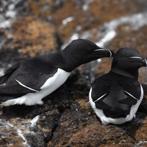 PINGOUIN TORDA
