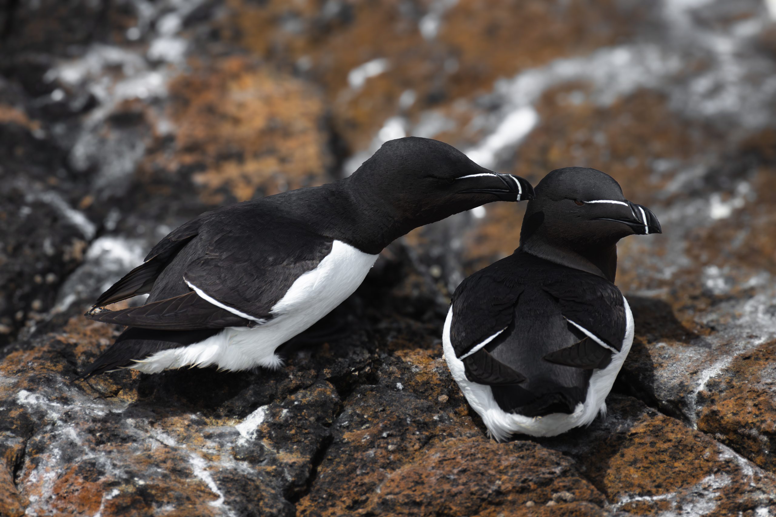 PINGOUIN TORDA