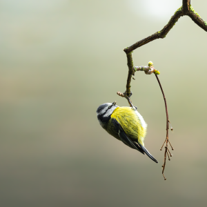 MÉSANGE BLEUE