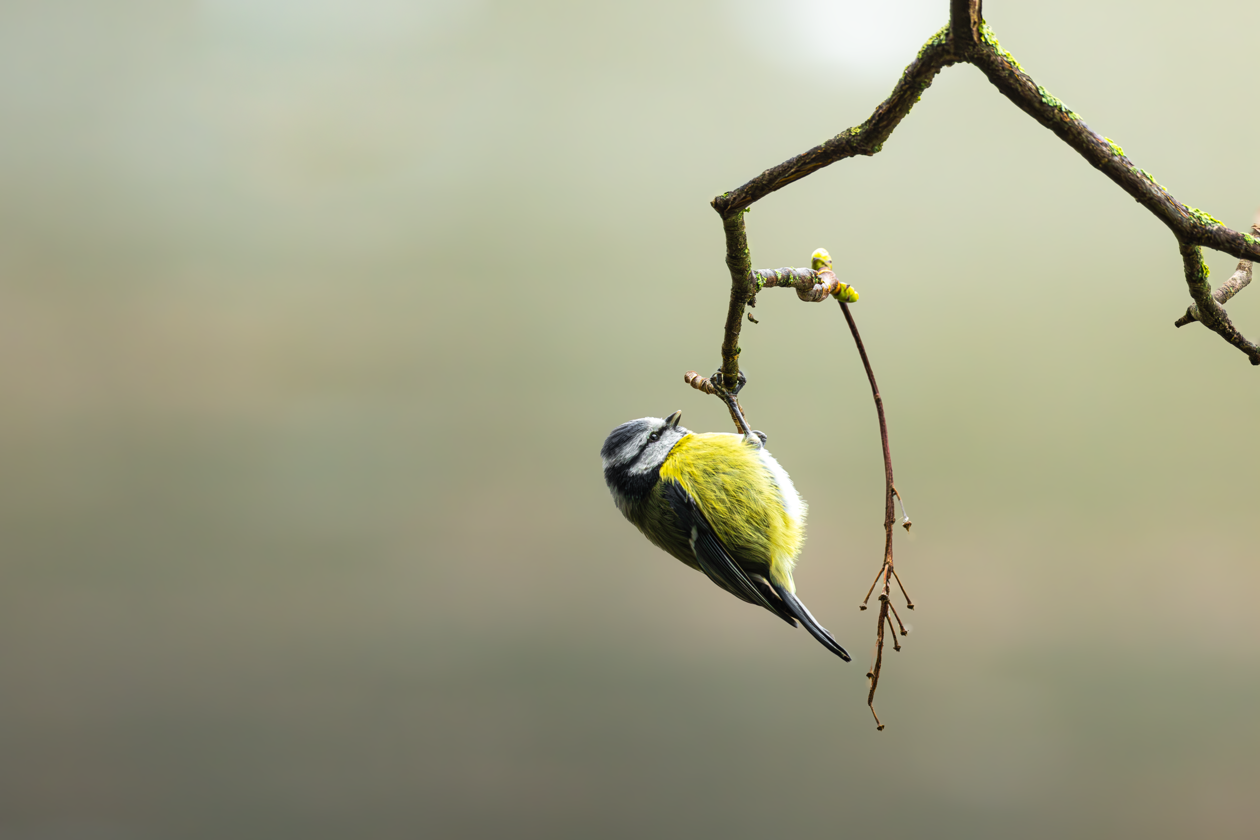 MÉSANGE BLEUE