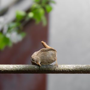 TROGLODYTE MIGNON