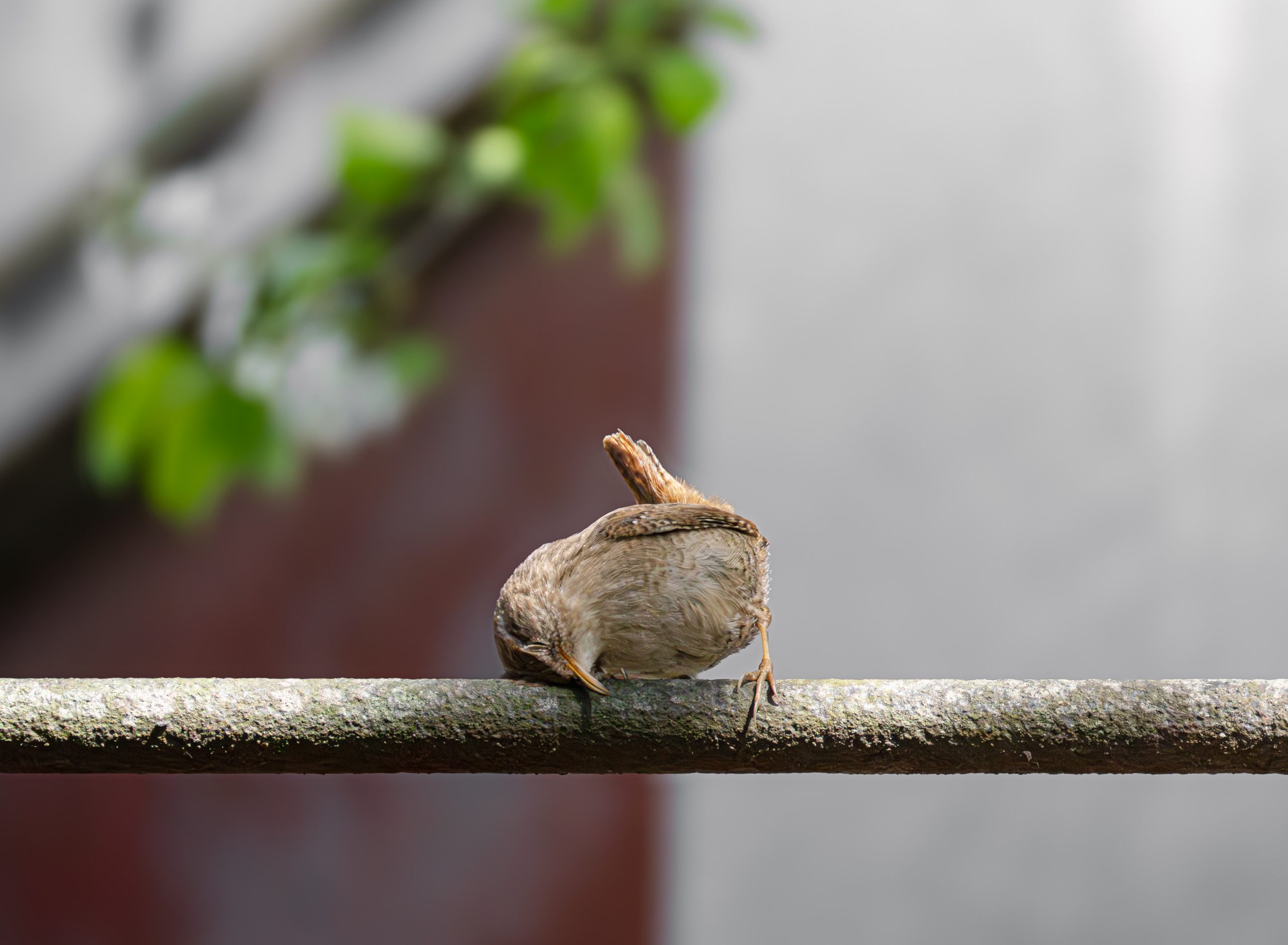 TROGLODYTE MIGNON