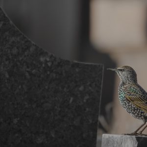 ETOURNEAU SANSONNET