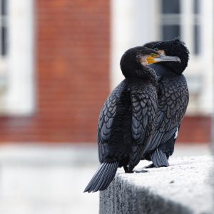 GRAND CORMORAN