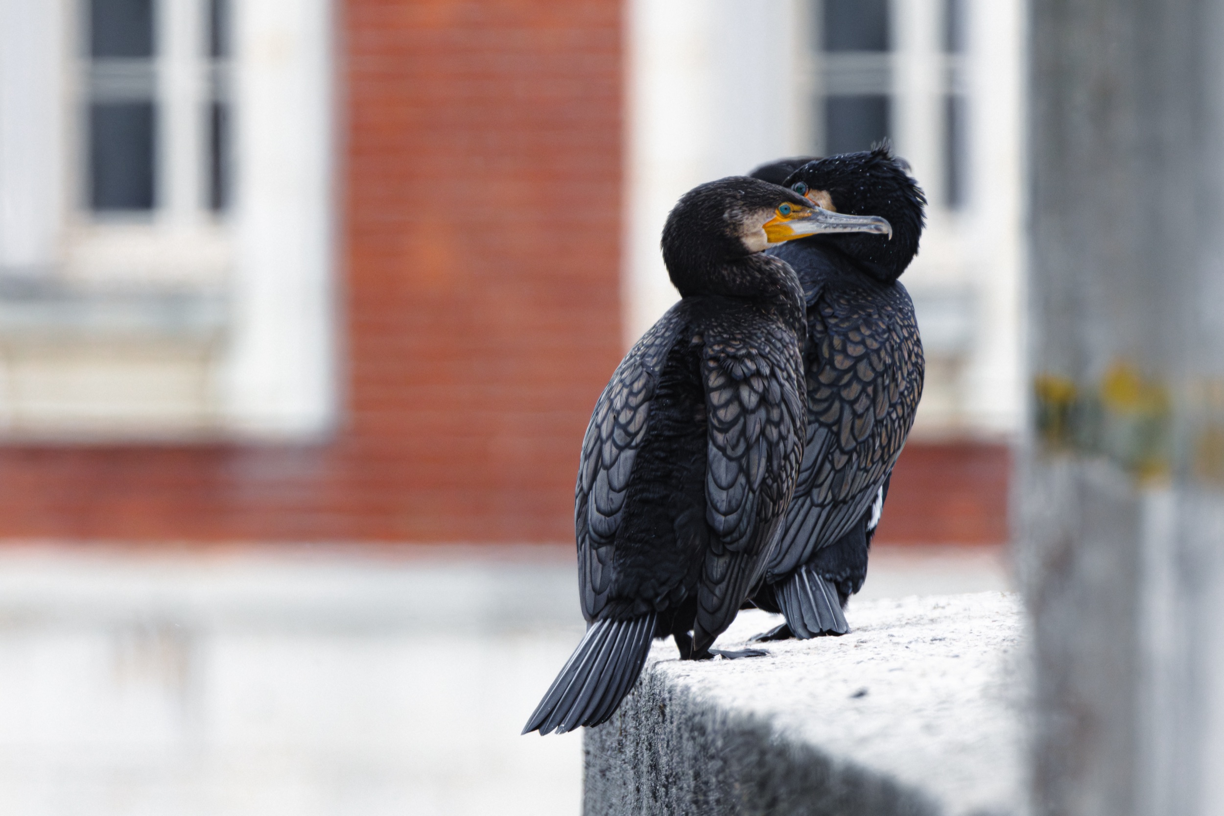 GRAND CORMORAN