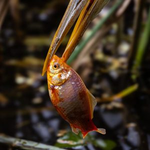 HERON CENDRÉ — Vue 2