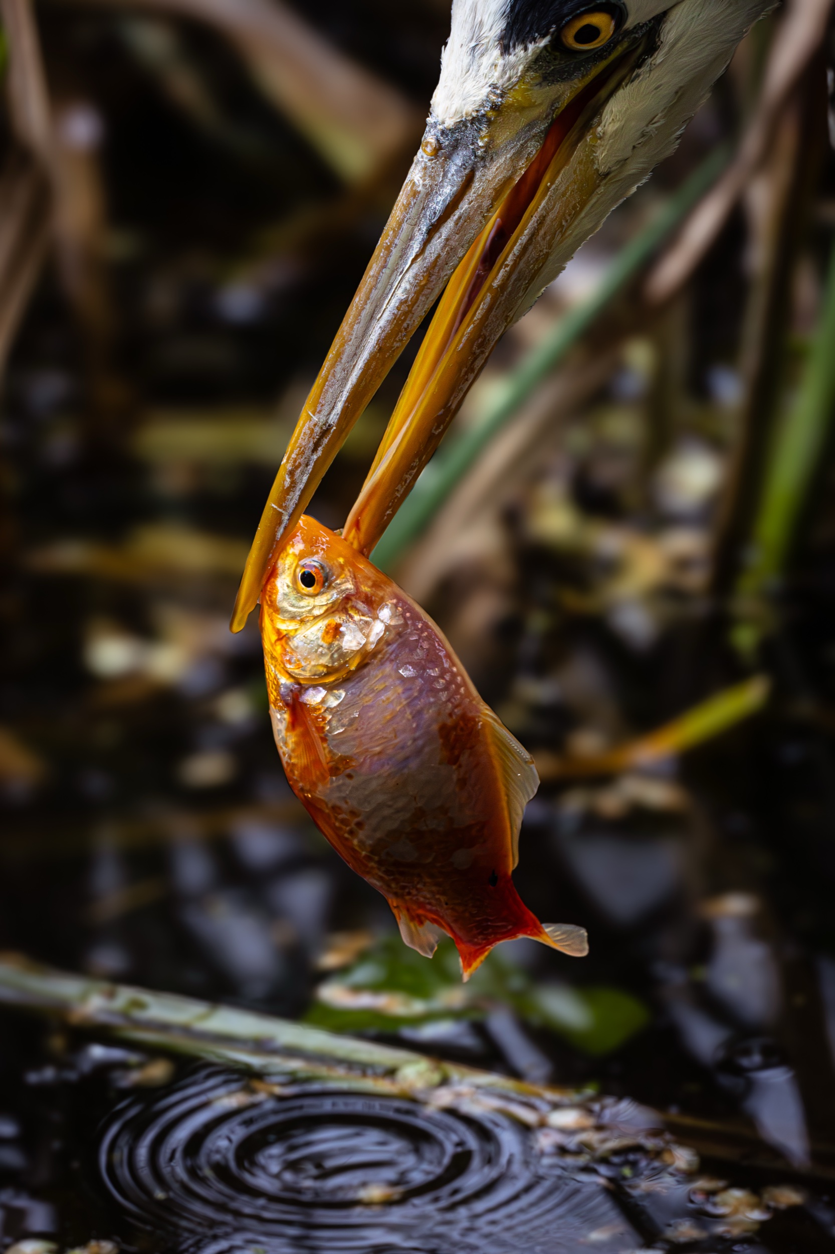 HERON CENDRÉ — Vue 2