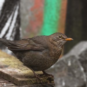 MERLETTE NOIRE