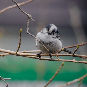 MÉSANGE À LONGUE QUEUE — Vue 3