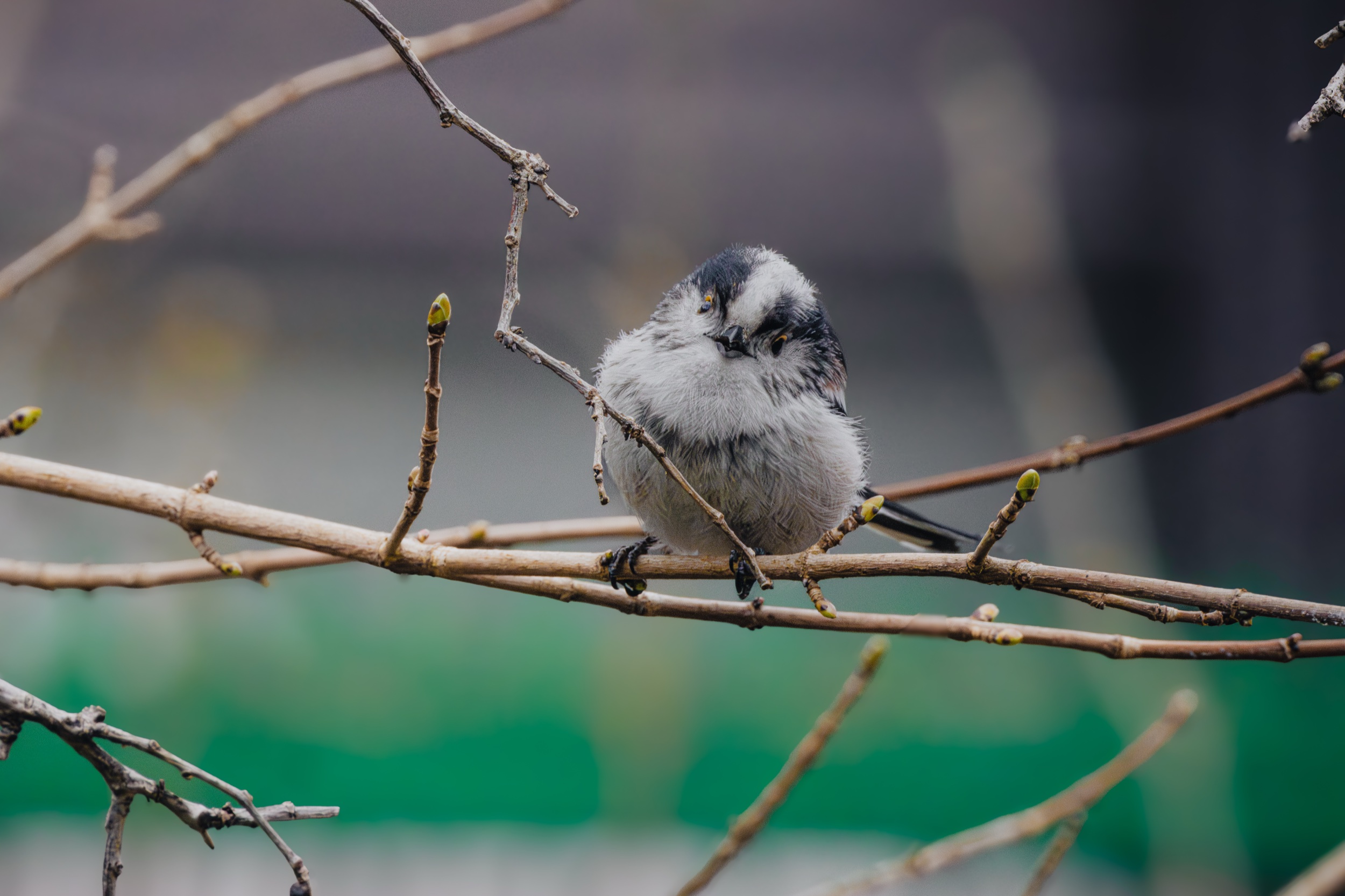 MÉSANGE À LONGUE QUEUE — Vue 3