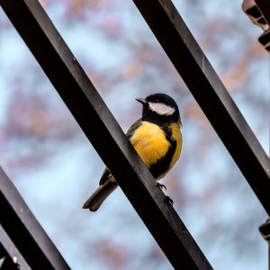 MÉSANGE À LONGUE QUEUE — Vue 2