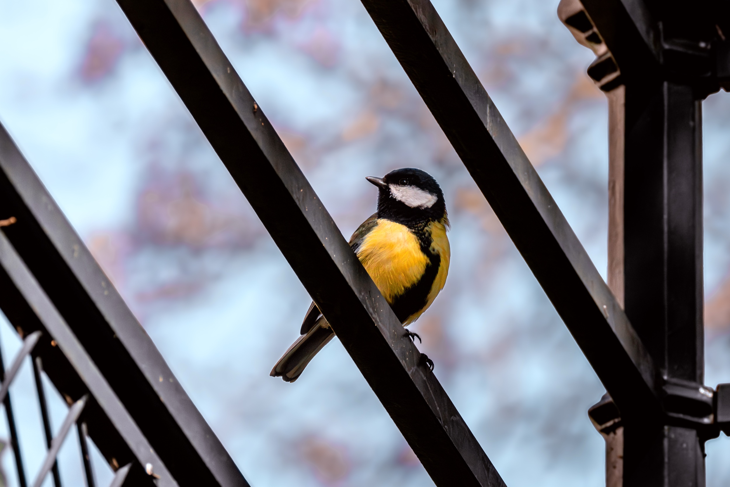 MÉSANGE À LONGUE QUEUE — Vue 2
