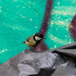 MÉSANGE À LONGUE QUEUE — Vue 1