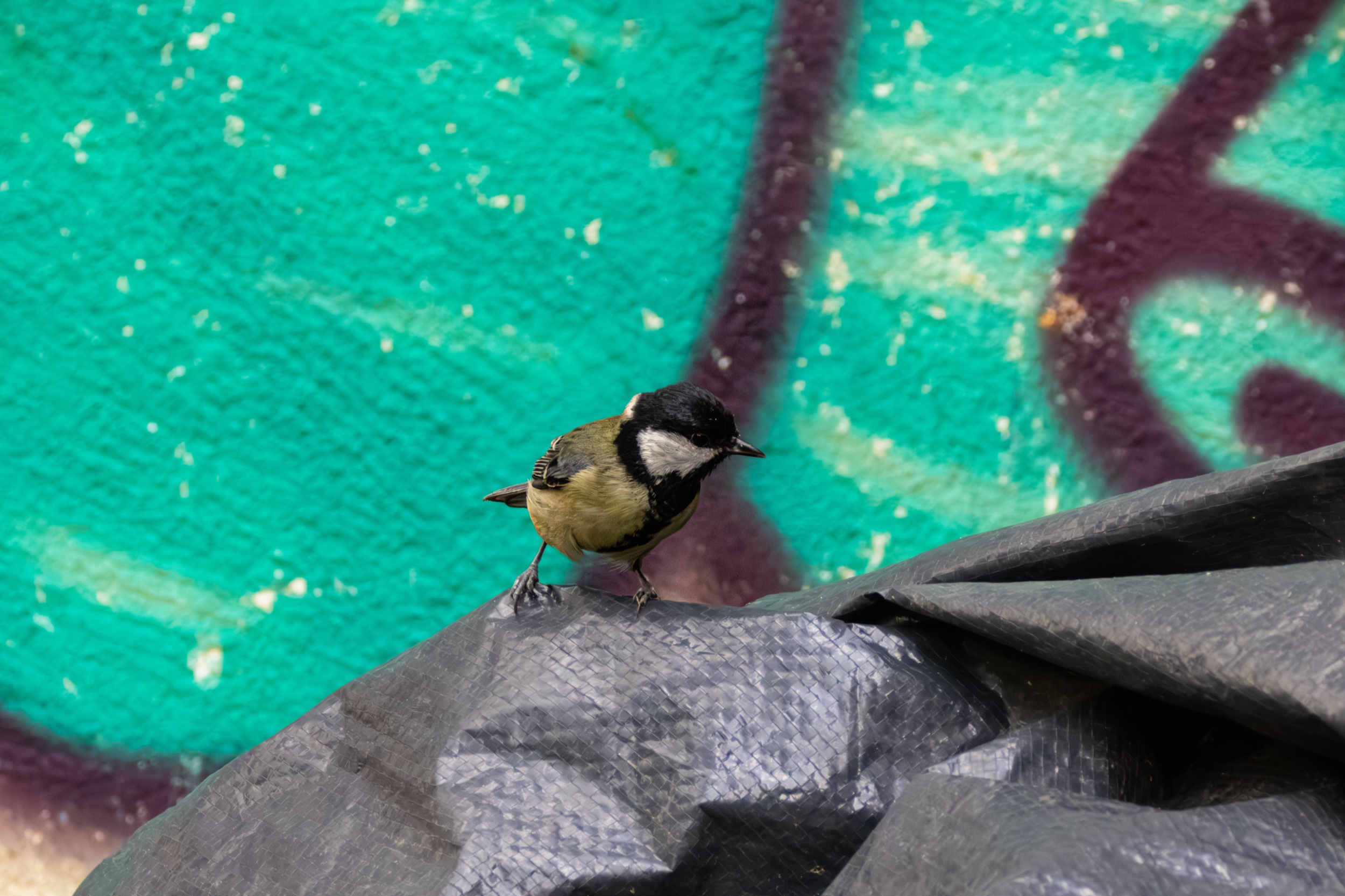 MÉSANGE À LONGUE QUEUE — Vue 1