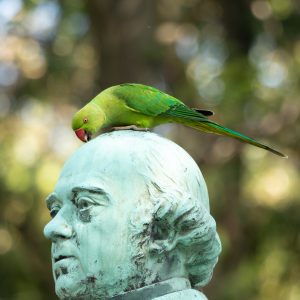 PERRUCHE À COLLIER — Père Lachaise