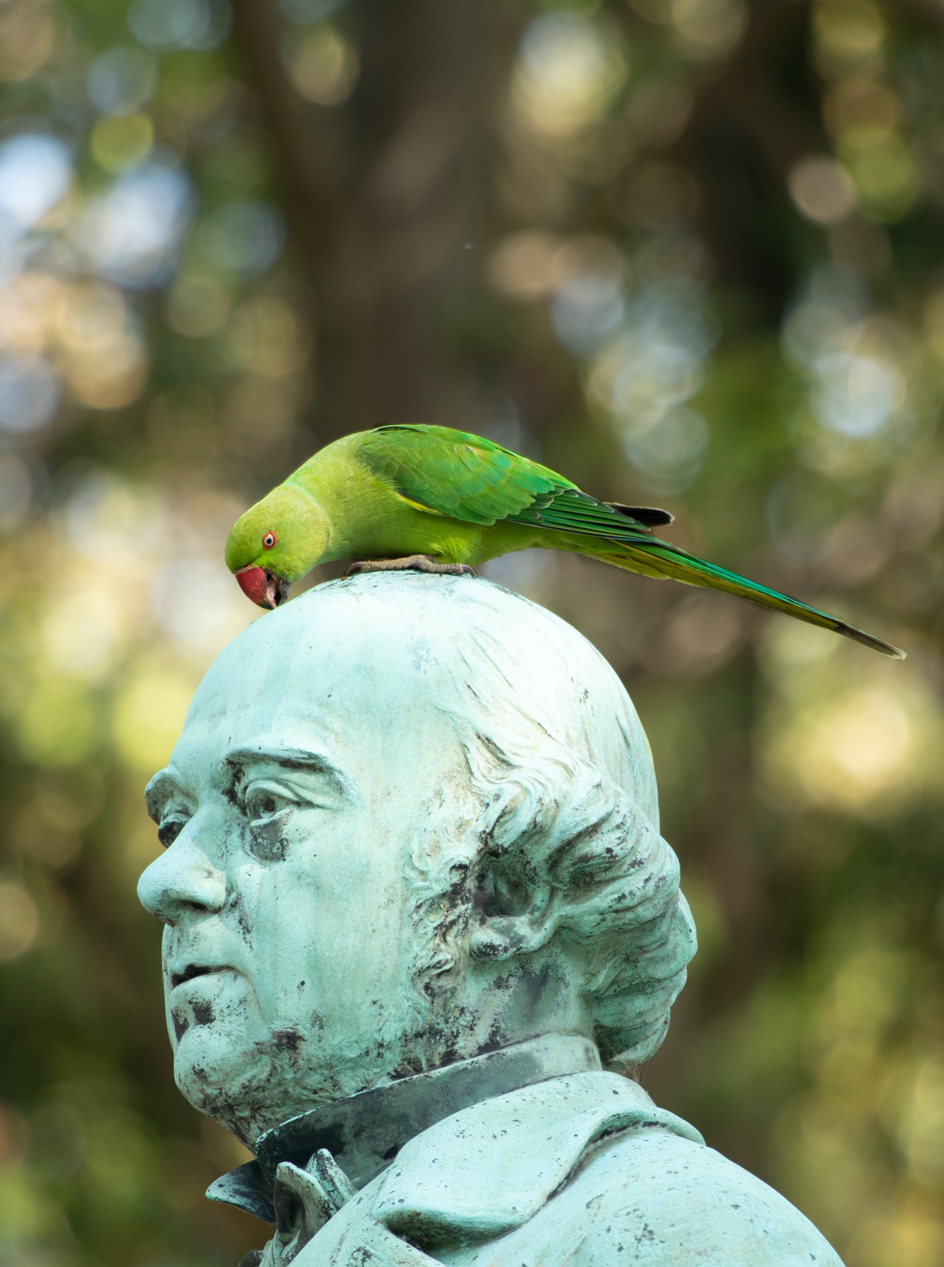 PERRUCHE À COLLIER — Père Lachaise