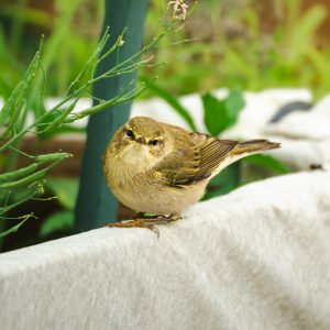 POUILLOT VELOCE